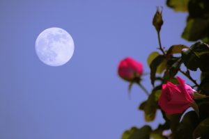 薔薇と射手座の満月