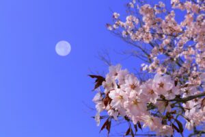 満開の桜と白い満月