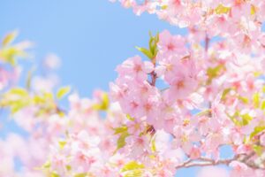 桜のアップと青空の背景