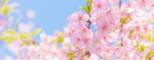 桜のアップと青空の背景
