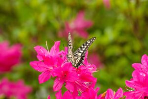 明るいピンクのツツジと綺麗なアゲハ蝶