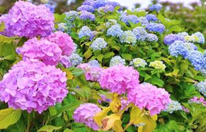 咲き誇る紫陽花
