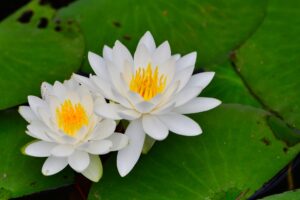水面に咲く白いスイレンの花